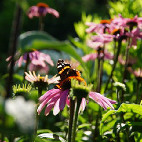 Bio-Kultura Plantaardige Voedingskorrel