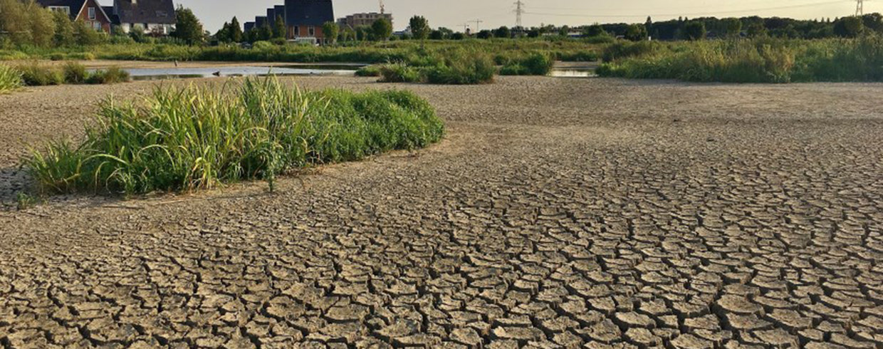 Hoe houd ik mijn tuin groen tijdens warme dagen?
