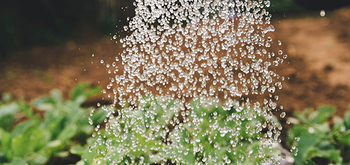 Water duurzaam hergebruiken met een regenton