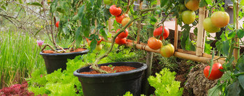 Jouw eigen eetbare tuin